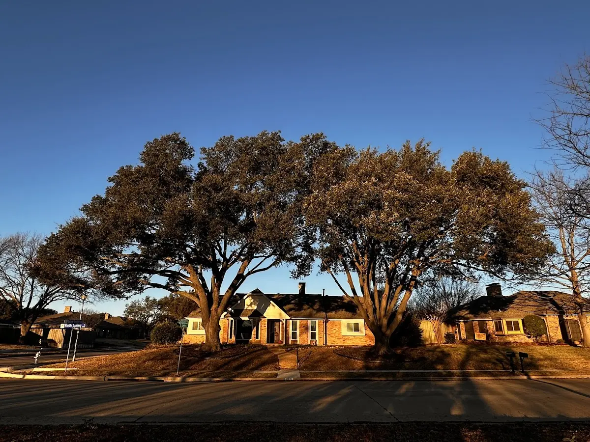 Established residential canopy tree shading a home in Awendaw